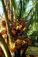 Wall Mural - Kelapa gading. Ivory coconut has the Latin name Cocos nucifera, the Eburnea variety, which is a type of short tree coconut.