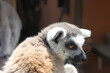 Lemur