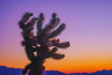 Cholla Cactus At Sunrise In Joshua Tree National Park California Usa