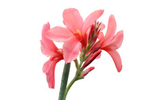 Pink Canna Lily Flowers Isolated On White