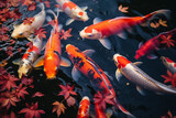 Group of colorful koi fish swimming in a serene Japanese pond, top - down perspective