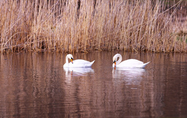 Wall Mural - 
Slow swimming of white swans along the reed-covered shore...