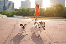 Two Small Cute Jack Russell Terrier Dogs Walking With Double Leash. Young Teen Girl In Orange Sporty Clothes. Sunny Summer Walk With Pets In The City