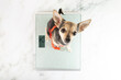 dog is weighed,pet weight,diet,pet health,animal weight control