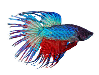 Wall Mural - fighting fish transparent png