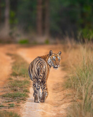 Wall Mural - wild female bengal tiger or panthera tigris roadblock with back profile turn her head face eye contact on forest track or trail during evening safari at bandhavgarh national park madhya pradesh india