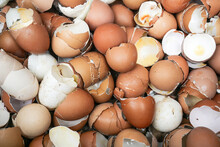 Background Of A Pile Of Leftover Eggshells From Cooking And Prepare To Make Organic Fertilizer.