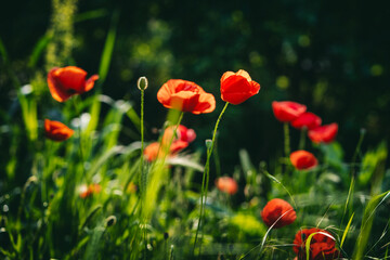 Wall Mural - Red poppies on a summer green glade in the forest. Summer floral background