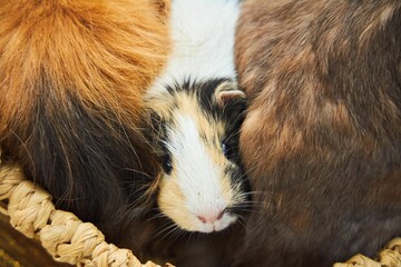 The muzzle of a guinea pig between the fur of animals. Exotic animals at home. A petting zoo at a children's party.