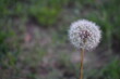 Seeding Dandelion in Grassy Oklahoma Meadow in the Summer 