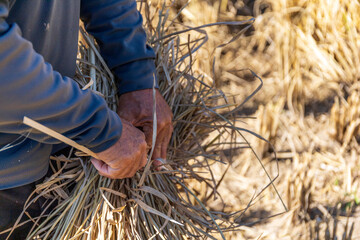 Wall Mural - farmers harvest wheat rice by hand. close-up shot. soft-focus and over light in the background