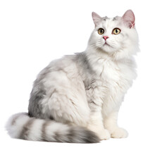 Cute Domestic American Curl Cat With Groomed Fur Sitting Isolated On Transparent Background. Png Clip Art Element. Generated With AI.