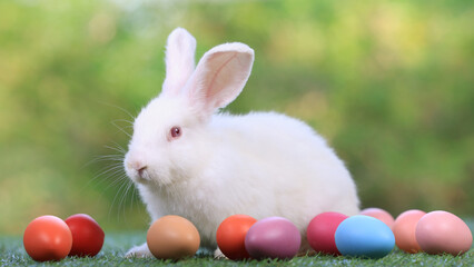 Lovely bunny easter fluffy baby rabbit with colorful easter eggs on green garden with daisy flowers nature background on sunny warmimg spring time day. Symbol of easter day festival. summer season.