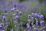 Fototapeta Lawenda - Lavender flowers close up, purple lavender field close up, 
abstract soft floral background. Soft focus. The concept of flowering, spring, summer, holiday. Great image for cards, banners.