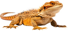 Bearded Dragon Lizzard Isolated On White Background As Transparent PNG, Generative AI Animal