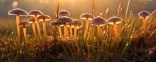 Psilocybe Cubensis Golden Ticher Mushrooms In Grass At Sunset
