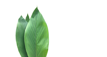 Wall Mural - Isolated turmeric leaf with clipping paths.