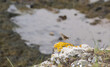 Young thrush stands on a yellow lichen covered rock, next to a stoney beach