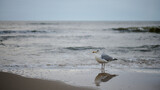 Fototapeta  - Mewa stoi na brzegu morza, Wiatr, szaro, buro, ponuro. Tonacja niemal monochromatyczna.