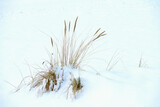 Fototapeta  - Zimowy krajobraz nadmorski, trawy na śniegu, rosochate sosny, wydmy, zachmurzone niebo.
