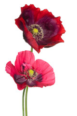 Wall Mural - poppy flower isolated