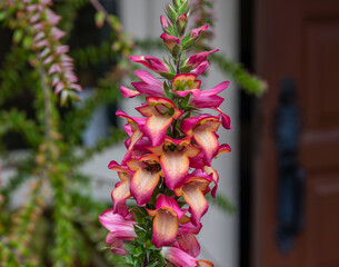 Wall Mural - Beautiful foxglove digiplexis hybrid flower and a bee at a botanical garden in Southern California