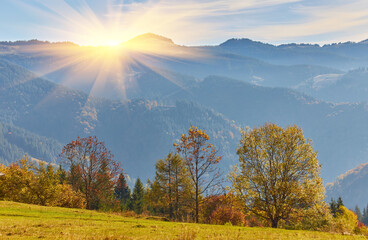 Wall Mural - Forest on a sunny day in autumn season.