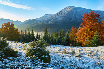 Wall Mural - First snow in the forest in the mountains. Sunny day