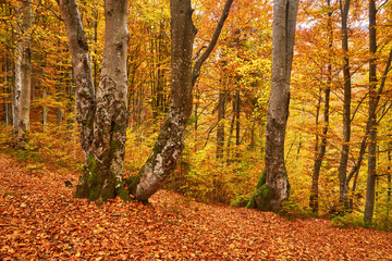 Wall Mural - Beech forest with orange leaves. Autumn landscape on a sunny day in the mountains. Carpathians, Ukraine