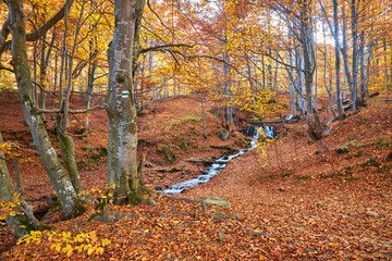 Autumn leaves along a forest stream. Forest stream in autumn.