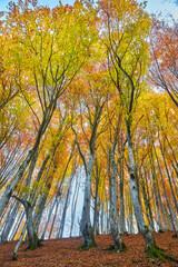 Wall Mural - autumn landscape panorama of a scenic forest with lots of warm sunshine