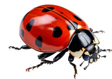  Ladybird Isolated On The Transparent Background PNG. AI Generative.