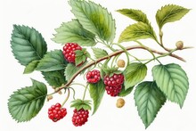 Ripe Red Raspberries Hanging From A Branch With Green Leaves. Generative AI