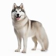 Standing Siberian Husky Dog. Isolated on Caucasian, White Background. Generative AI.