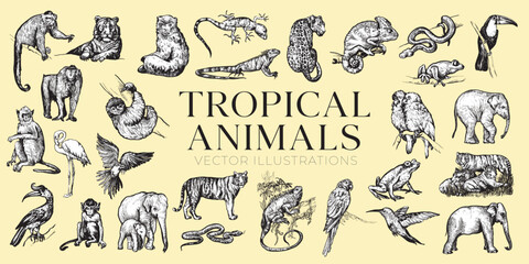 Handdrawn tropical animals illustrations, jungle animals drawing, jungle, tropic, collection, set