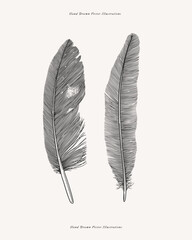 Wall Mural - Two bird feathers from different birds. Feather drawn in the old engraving style. Vector illustration on a light isolated background.