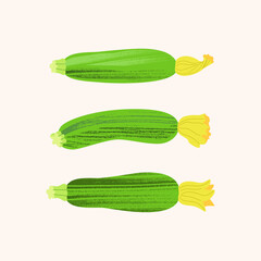 Three fresh zucchini with flowers. Vector illustration of farm ecological vegetables on light background in cartoon style with textures.