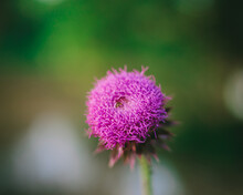 Isolated Bright Purple Pink Flower In Bloom