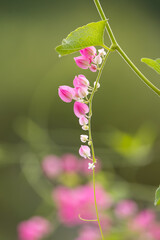 Sticker - Close up view of freshly grown Antigonon leptopus Hook Ivy pink flowers