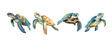 Set Of Sea Turtle Watercolor Isolated On White Background. Ocean Animal Painting Vector Illustration