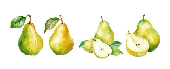 Wall Mural - Set of pear fruit watercolor isolated on white background. Vector illustration