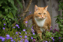 Orange Tabby Cat Surrounded By Catnip And Purple Flowers