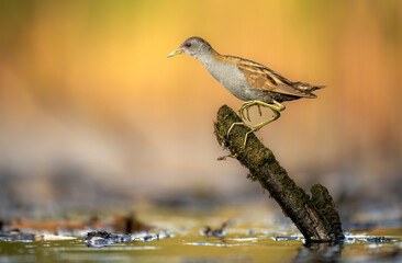 Sticker - Little crake bird ( Porzana parva ) - male