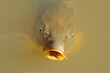 Portrait of common carp (Cyprinus carpio) swimming in a freshwater pond.
