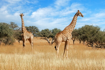 Canvas Print - Two giraffes (Giraffa camelopardalis) standing in natural habitat, South Africa.