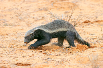 Wall Mural - a honey badger (mellivora capensis) in natural habitat, kalahari desert, south africa.