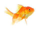 gold fish isolated on transparent png