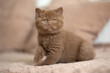 Edel Britisch Kurzhaar Katze kitten in braun cinnamon