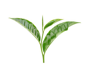 Wall Mural - tea leaf isolated on transparent png