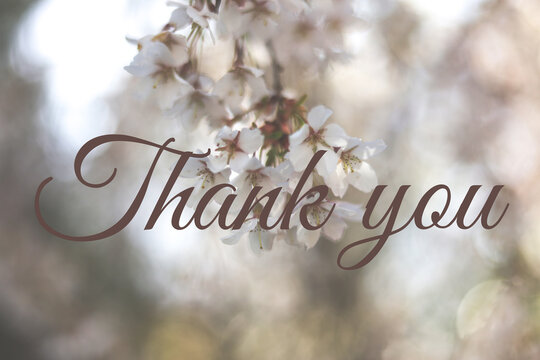 thank you card with cherry blossom in the background